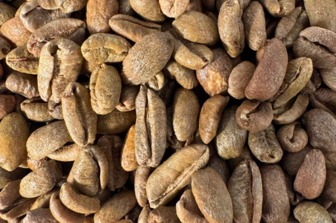 Liberica Coffee Beans: Taste, Origins, and Why It’s So Rare