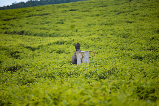 The Origin of Tea: How Humans Discovered This Ancient Leaf