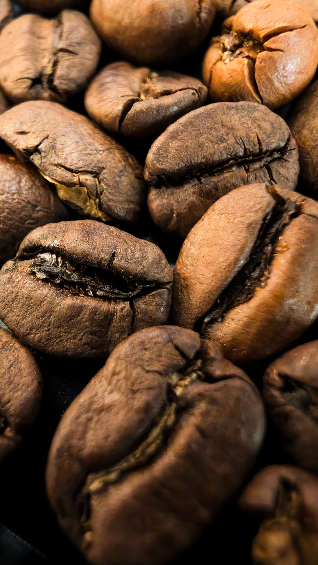 The Complete Guide to Selecting, Processing, and Storing Coffee Beans for Maximum Freshness